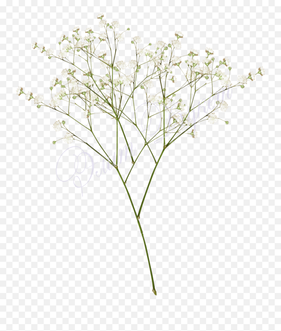 Top Images For Baby Breath Flowers Png - Transparent Baby Breath Flower Png,Baby's Breath Png