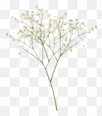 Top Images For Baby Breath Flowers Png - Transparent Baby Breath Flower Png,Baby's Breath Png