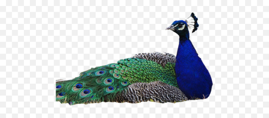 Peacock Png Image Without Background - Peacock Images Without Background,Peacock Png