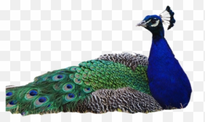 Peacock Png Image Without Background - Peacock Images Without Background,Peacock Png