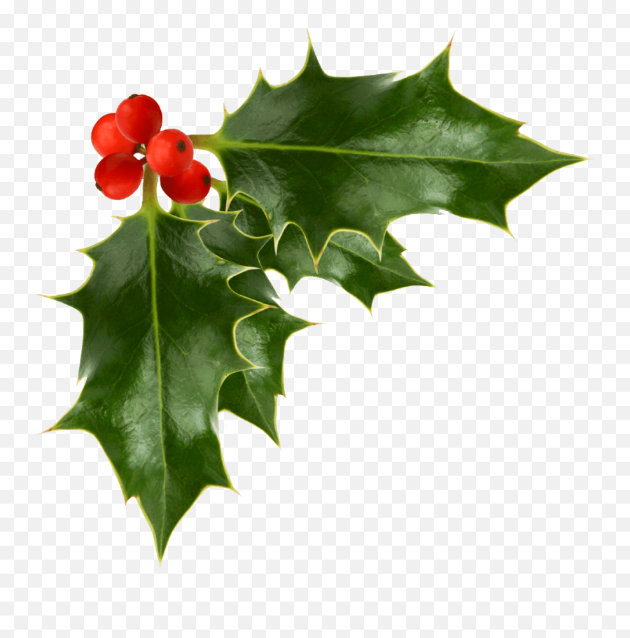 Holly Berries Transparent Background - Transparent Background Holly Clipart Png,Plant Transparent Background