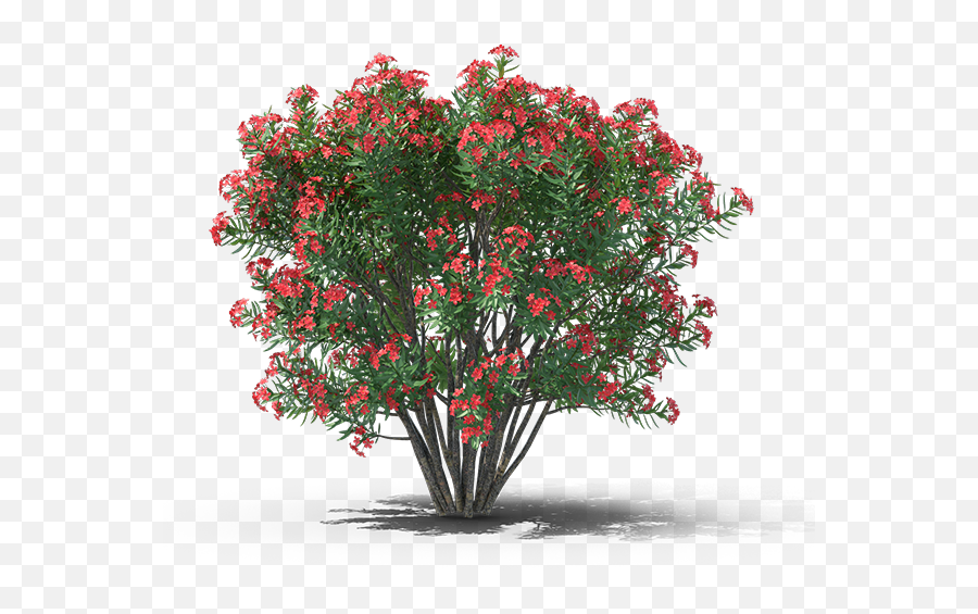 Product Item - Nerium Oleander Png,Bougainvillea Png