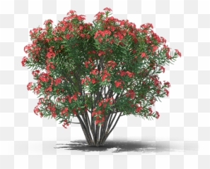 Product Item - Nerium Oleander Png,Bougainvillea Png
