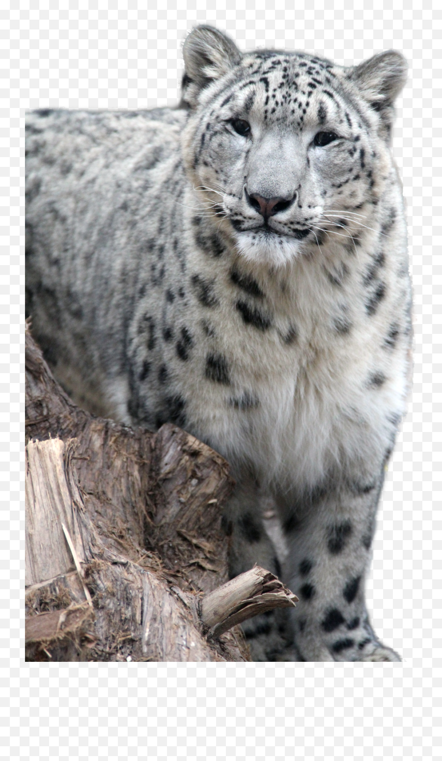 Download Snow Leopard Png - Snow Leopard,Snow Leopard Png