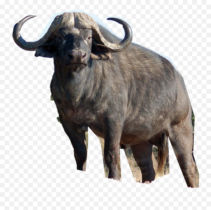 Vector Bull Buffalo Transparent U0026 Png Clipart Free Download Background