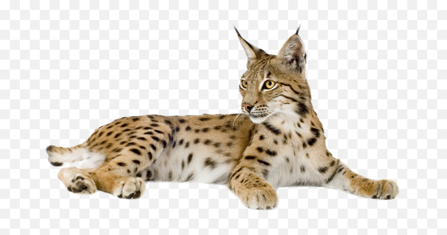 Lynx Png Image Free Download - Lynx Png,Lynx Png