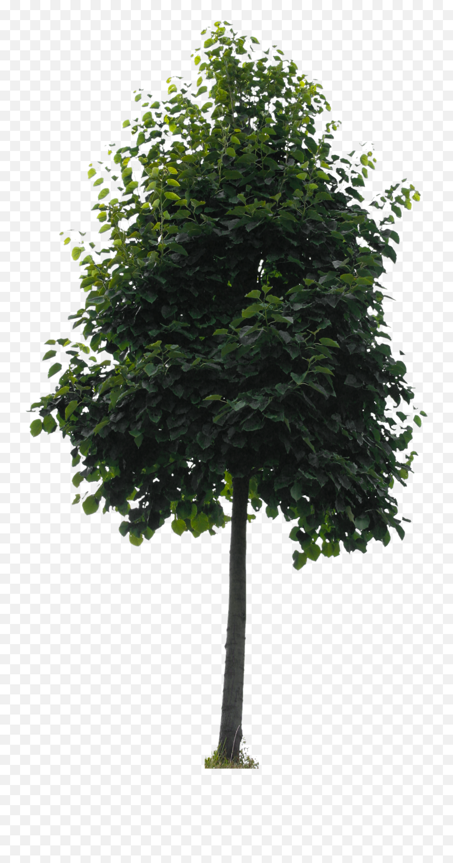 Small City Tree Free Cut Out People Trees And Leaves Png Transparent
