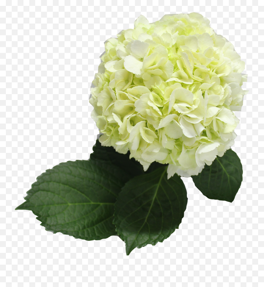 Download Hd Single Color Box For Natural Hydrangeas Full - Hydrangea Png,Hydrangea Png