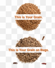 Home - Barley Png,Grain Png