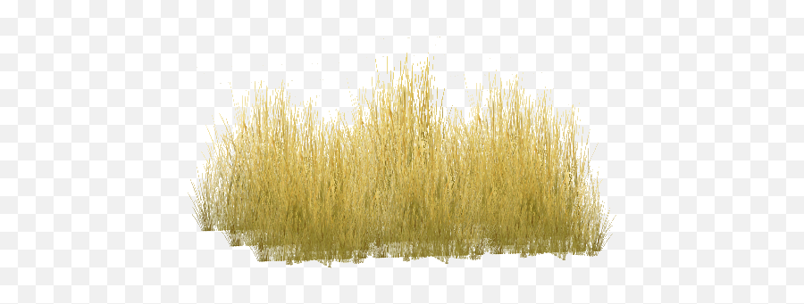 Download Tall Grass Png Savannah - Yellow Long Grass Png,Grass Png