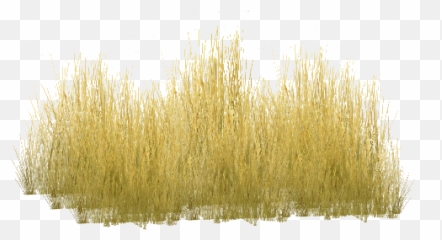 Download Tall Grass Png Savannah - Yellow Long