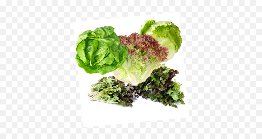 Summer Glory Blend Of Lettuce Seeds Png Romaine