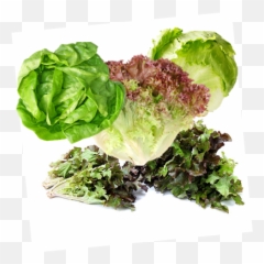 Summer Glory Blend Of Lettuce Seeds Png Romaine