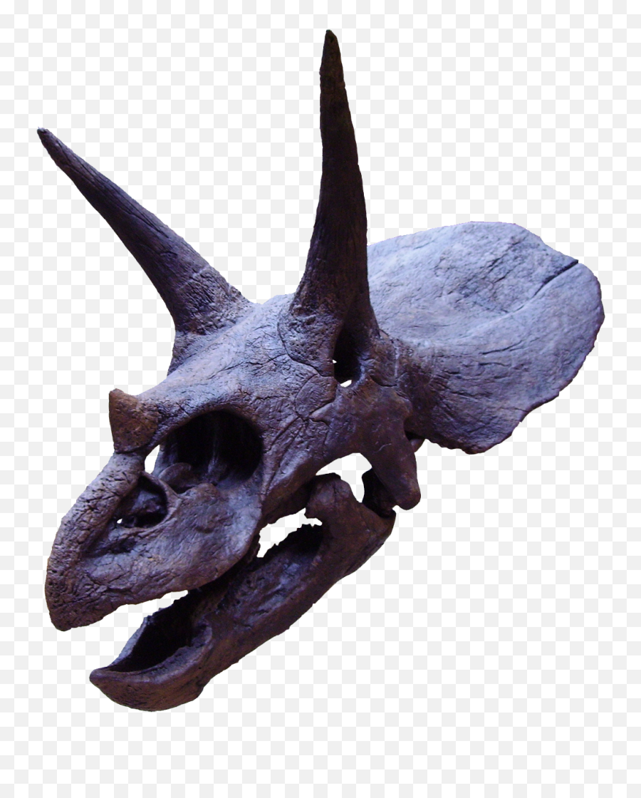 Triceratops2 - Alice In Chains Devil Put Dinosaurs Here Png,Triceratops Png
