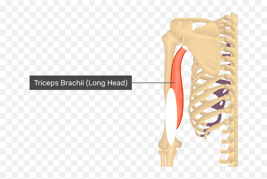 Triceps Brachii Muscle - Long Head Bone Insertion For Triceps Brachii Png,Head Transparent