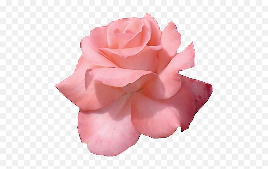 Prev Auronplays U2014 Die - Rosastrasse Transparent Roses Rose Gold Flower Png,Pink Rose Transparent
