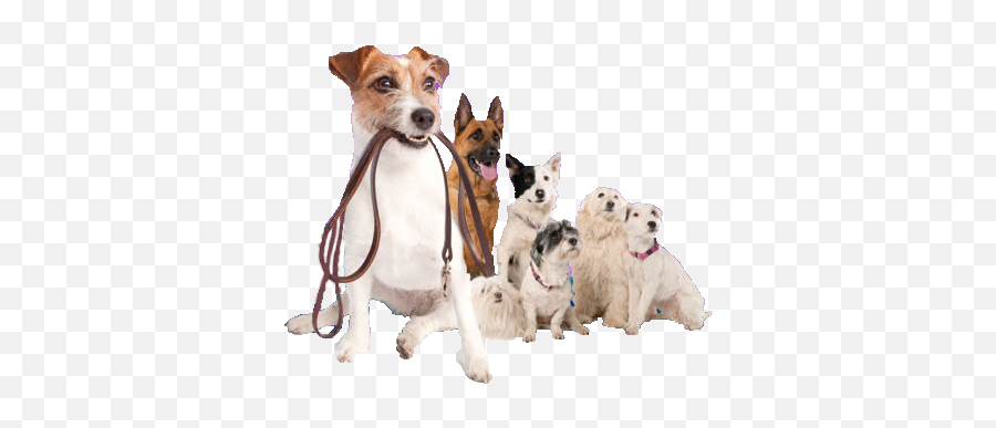 Professional Dog Walking Pet Sitting - Dog Walker Transparent Background Png,Dog Walking Png