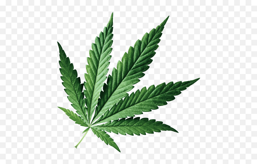 Leaf - Fern Png,Marijuana Leaf Transparent