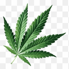 Leaf - Fern png