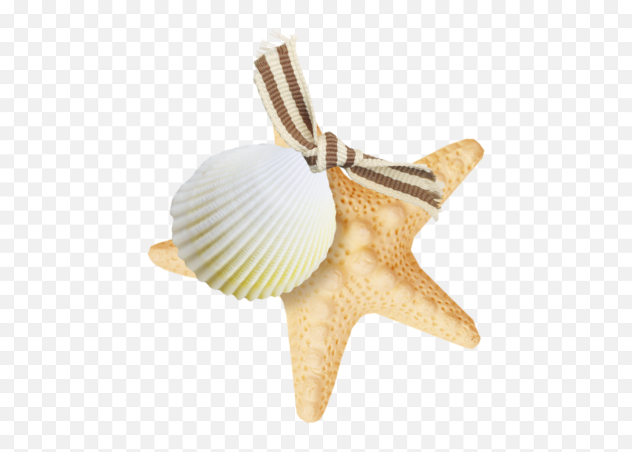 Starfish Png Red 4 Transparent Image For Free Download