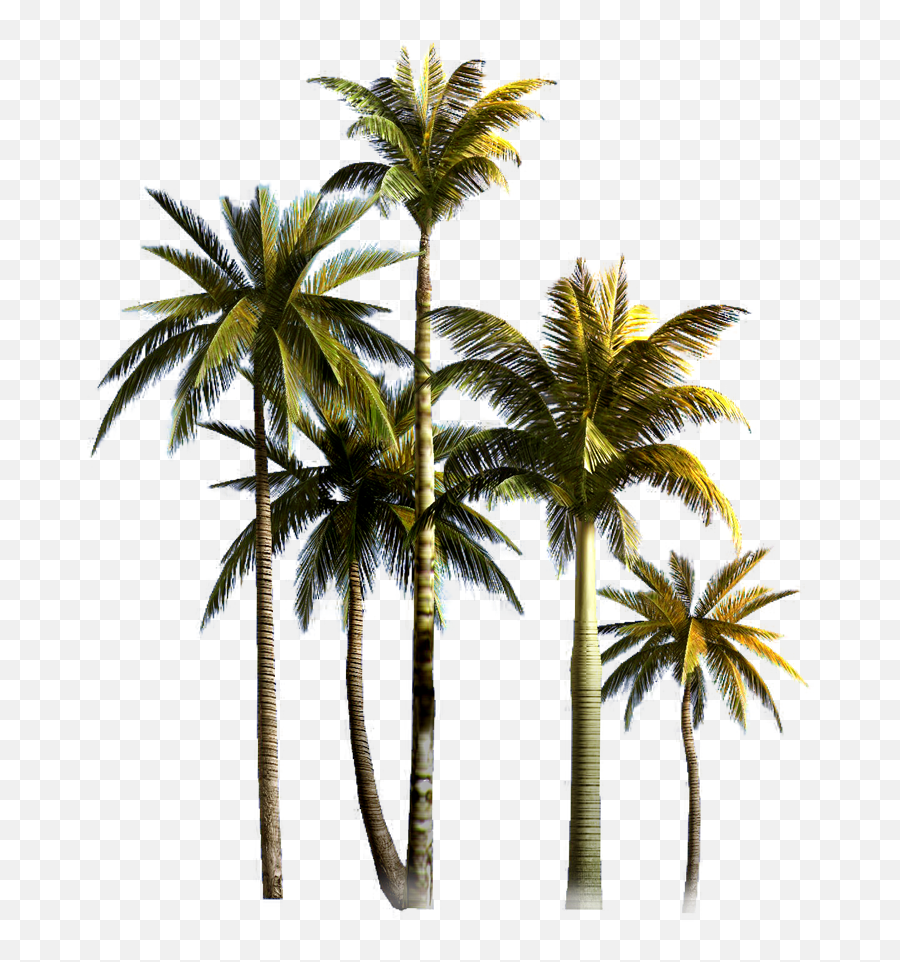 Coconut Tree Png Background Image - Palm Tree Hd Png,Palm Tree Logo Png