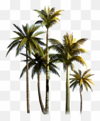 Coconut Tree Png Background Image - Palm Tree Hd Png,Palm Tree Logo Png