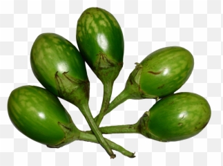 Brinjal Green Png Image - Green Brinjal Png,Eggplant Transparent