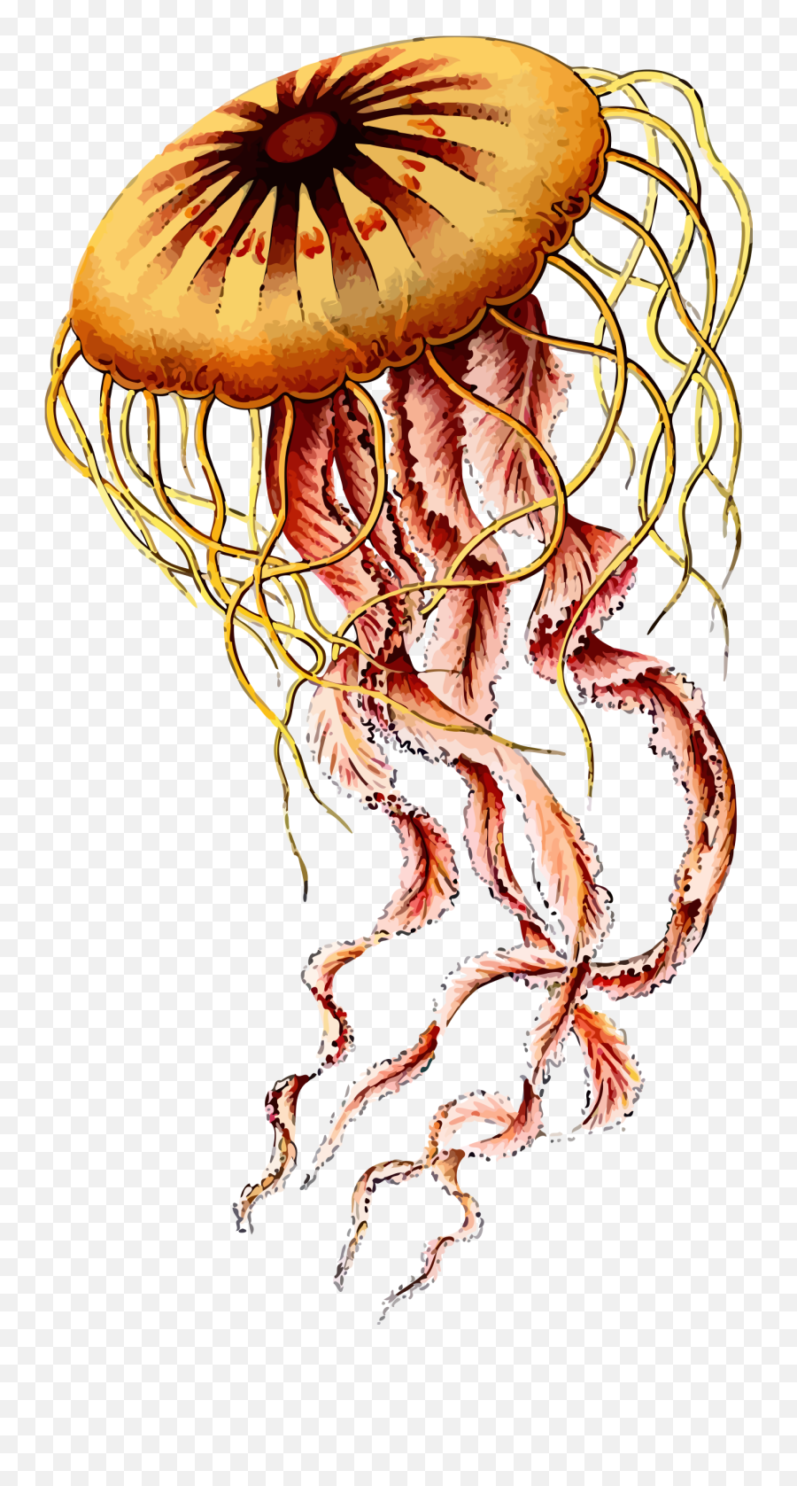 Download Jellyfish Png Photos - Jellyfish Ernst Haeckel Art,Transparent Jellyfish