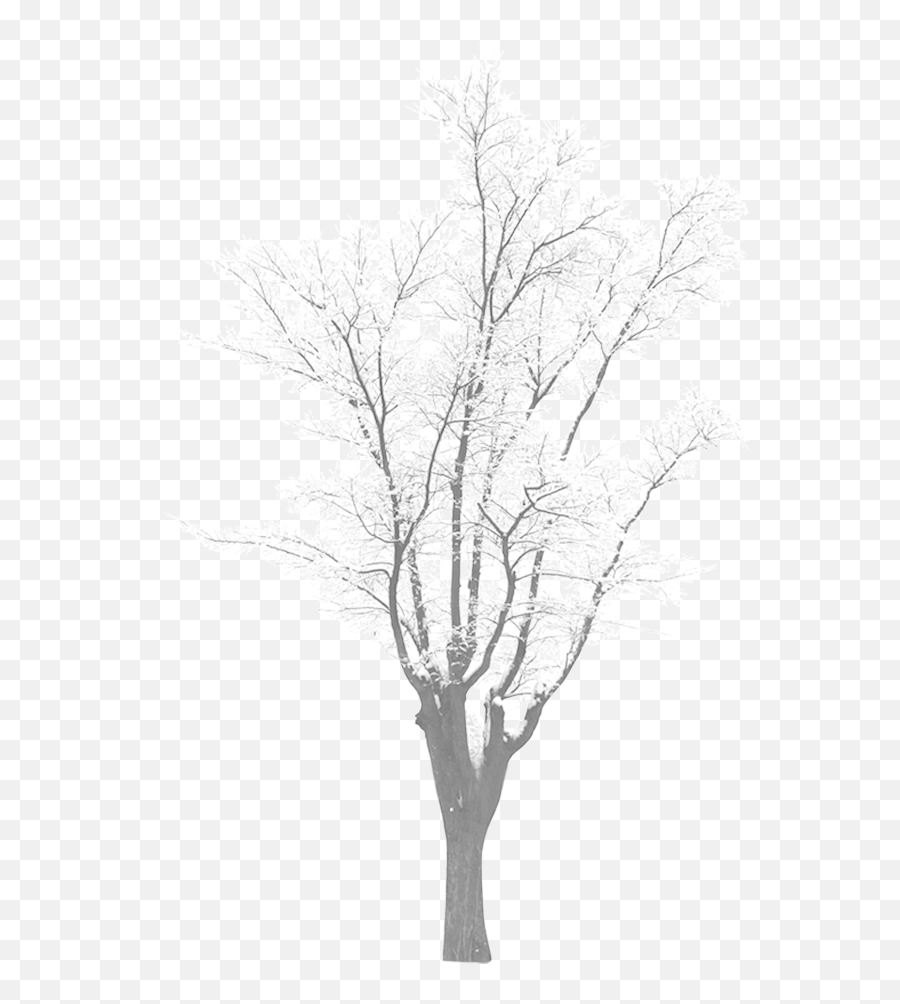 Snow Tree Download - Tree With Snow Png,Snowy Trees Png