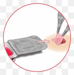 Product Details U0026 Resources Organogenesis Affinity - Blood png