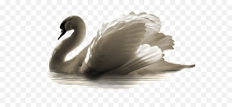 Download Free Png Swan Transparent - Swan Png,Swan Png