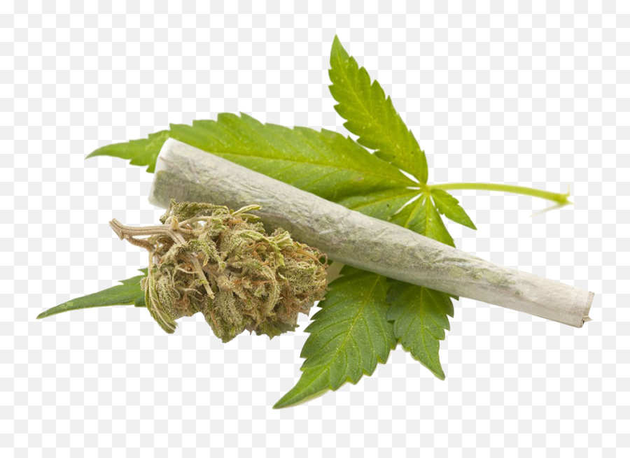 Cannabis Leaves Png - Cannabis Png,Weed Transparent Background