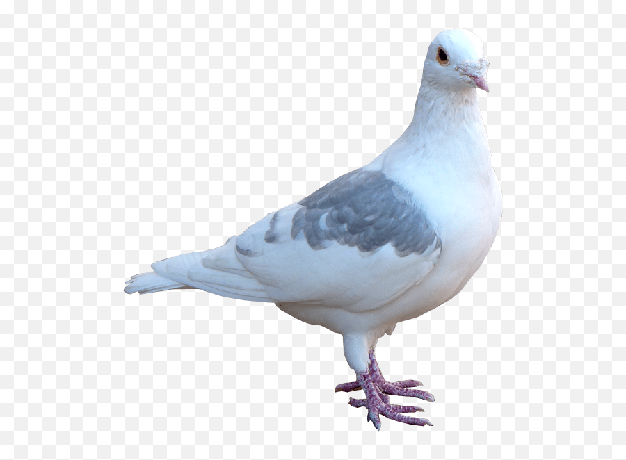 White Pigeon Transparent Background - Transparent Background Pigeon Png,Pigeons Png