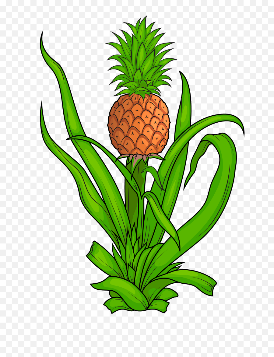 Pineapple Plant Clipart - Pineapple Plant Clipart Png,Pineapple Clipart Png
