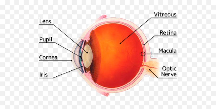 Laser Eye Png Transparent Images Clipart Vectors Psd - Myopia Hyperopia Defects Of Eye,Red Laser Png