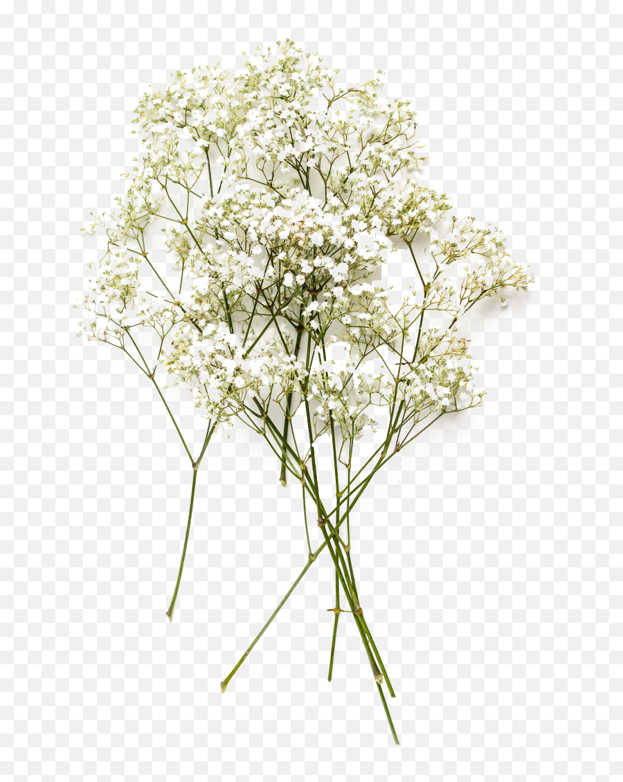 Png Collections - Transparent Dried Flower Png,Baby's Breath Png