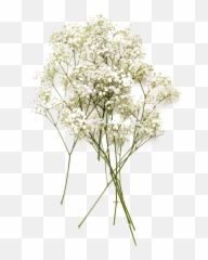 Png Collections - Transparent Dried Flower Png,Baby's Breath Png