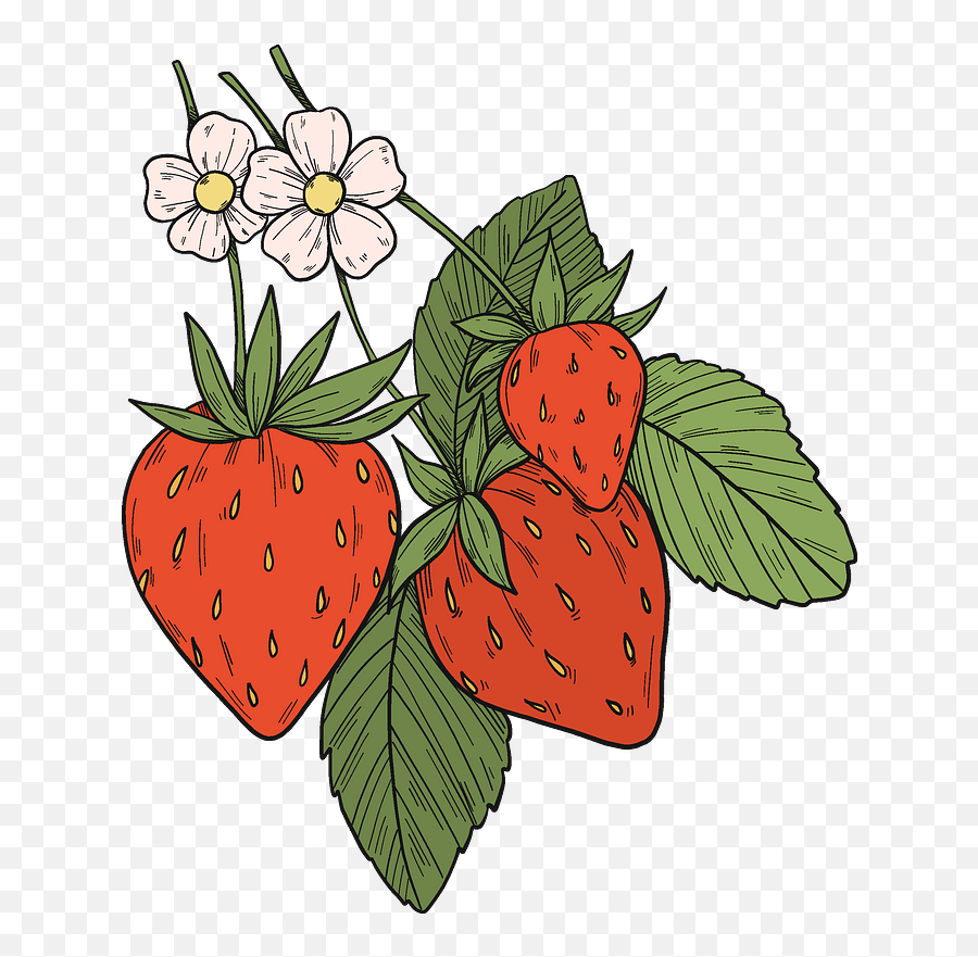 Strawberry Plant,, Fruit, Vintage Botanical Drawing Art Print by Berry Fine  Prints - Fy