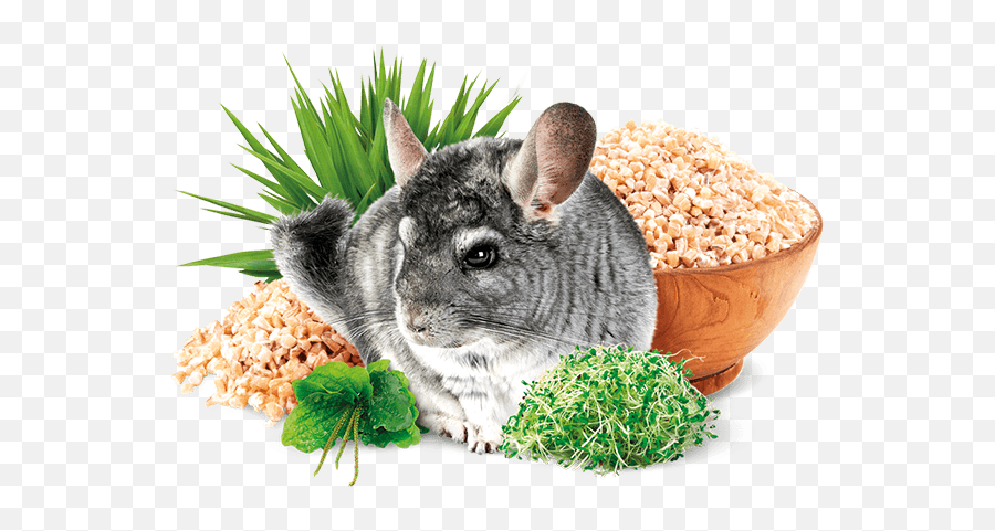 Download Chinchilla - Brit Chinchilla 1 5 Kg Png,Chinchilla Png