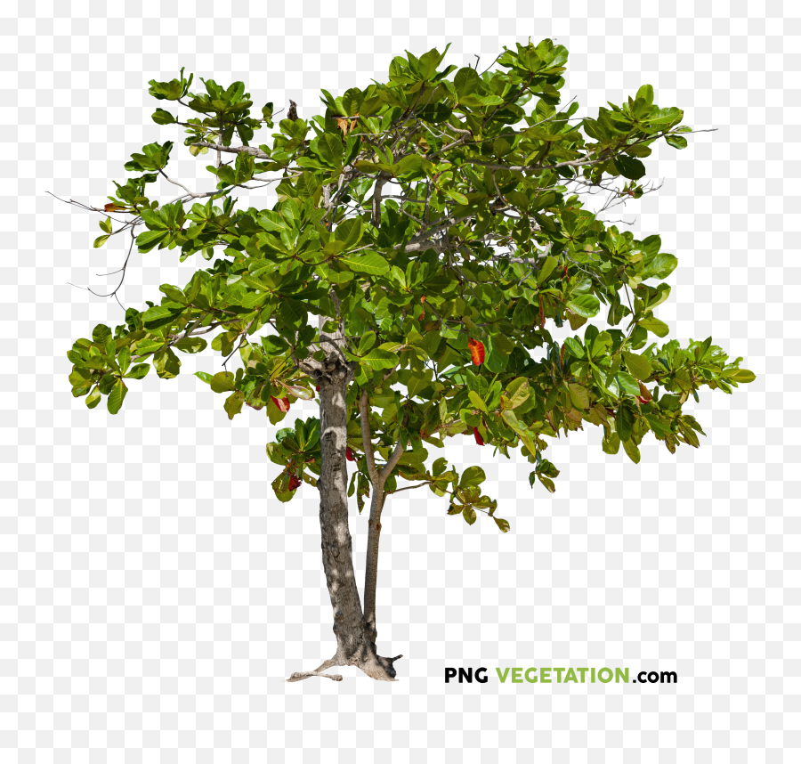 Png Vegetation Plants U0026 Trees High - Quality Cutout,Fruit Tree Png