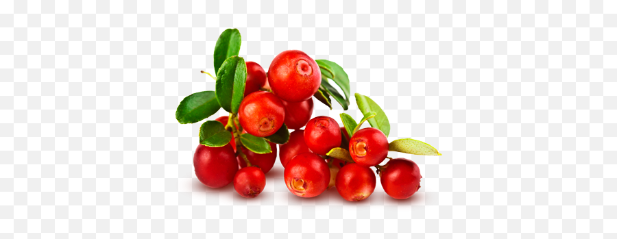 Cranberry Png 3 Image - Bearberry Fruit Png,Cranberry Png