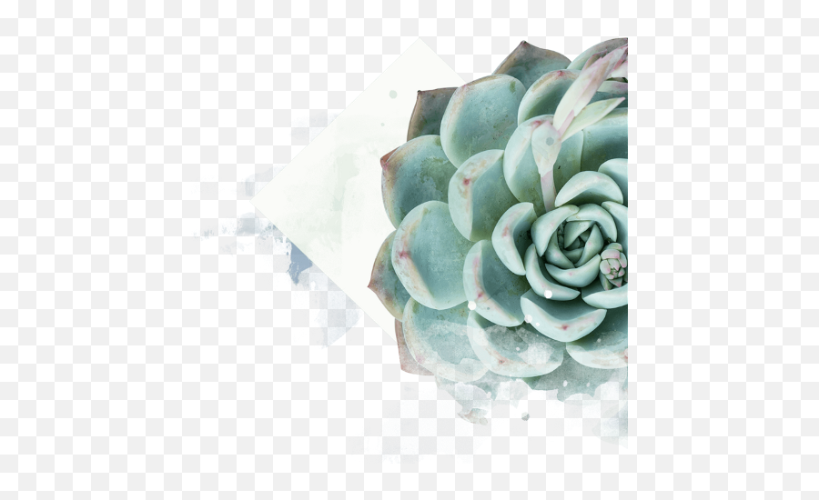 The Newest Flower Hand - Succulent Plants Png,Succulent Transparent Background