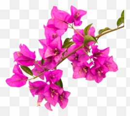 The Rooms - Buongiorno 24 Giugno 2020 Png,Bougainvillea Png