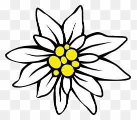 Page Divider Clipart - Png Download Full Size Simple Edelweiss Flower Drawing