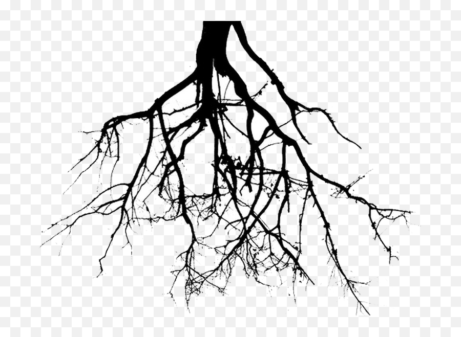 Корни черно белая. Корни дерева. Дерево с корнями силуэт. Корневая система деревьев. Дерево с корнями вектор.