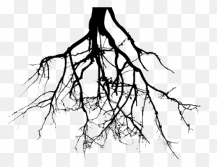 Roots Drawing - Transparent Background Tree Png