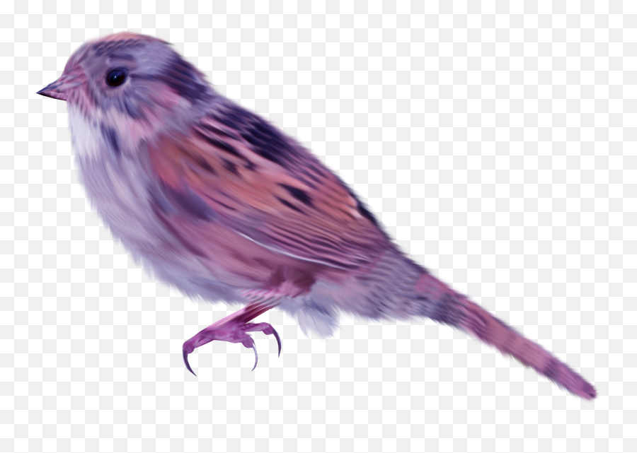 House Sparrow Bird - Purple Sparrow Png,Birds Transparent