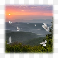 White Dove Release - Gull Png,White Doves Png