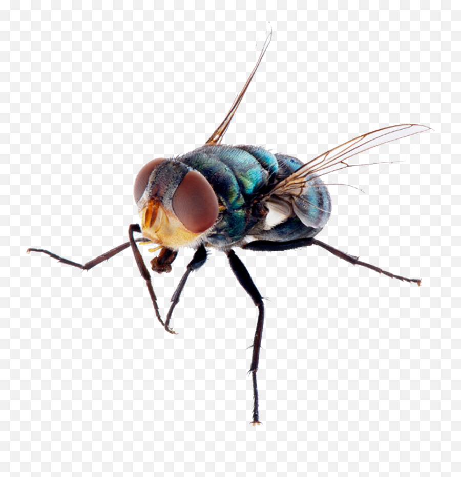 Fly Png Free Image Download - House Fly,Fly Png
