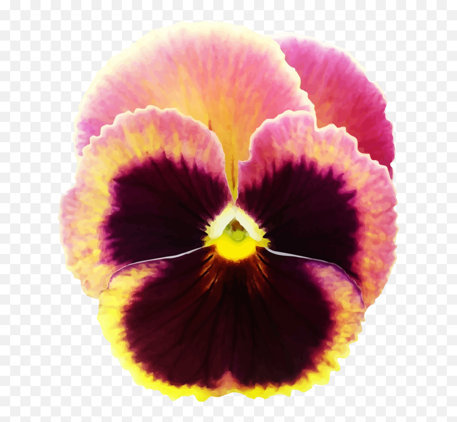 Plantflowerseed Plant Png Clipart - Royalty Free Svg Png Drawing Of Pansy Flower,Flower Plant Png